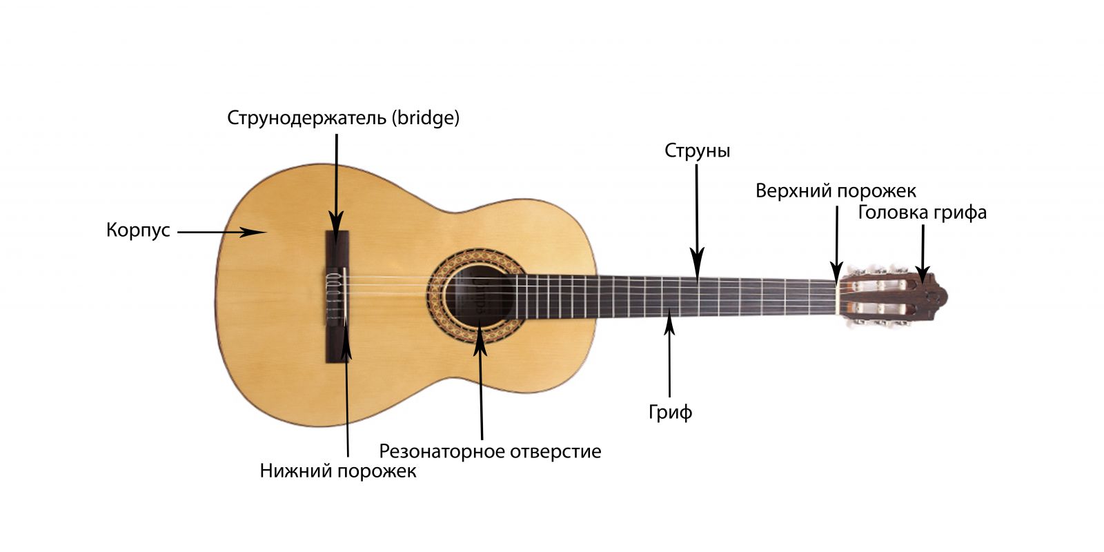 Как отличить гитару. Гитара классическая строение внутри модель мс6502. Строение гитары акустической. Классическая и акустическая гитара. Строение гитары классической.